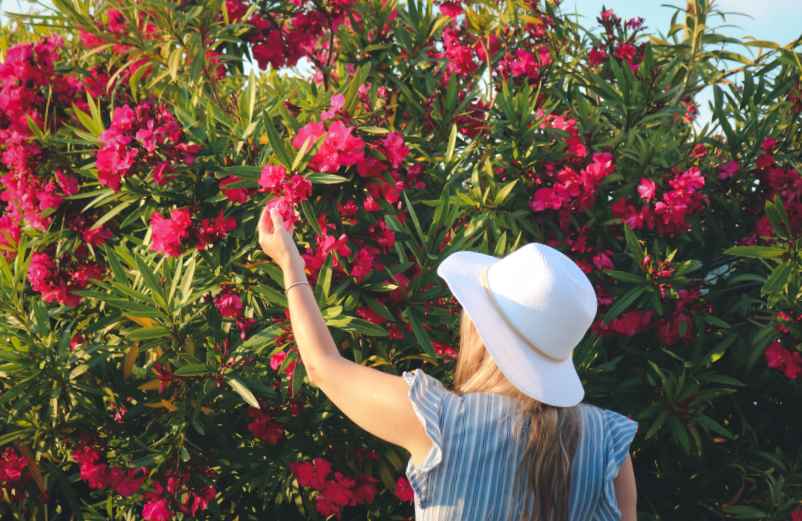 Pourquoi la taille favorise-t-elle une floraison plus abondante ?-Vidélice Pourquoi la taille favorise-t-elle une floraison plus abondante ?-Vidélice