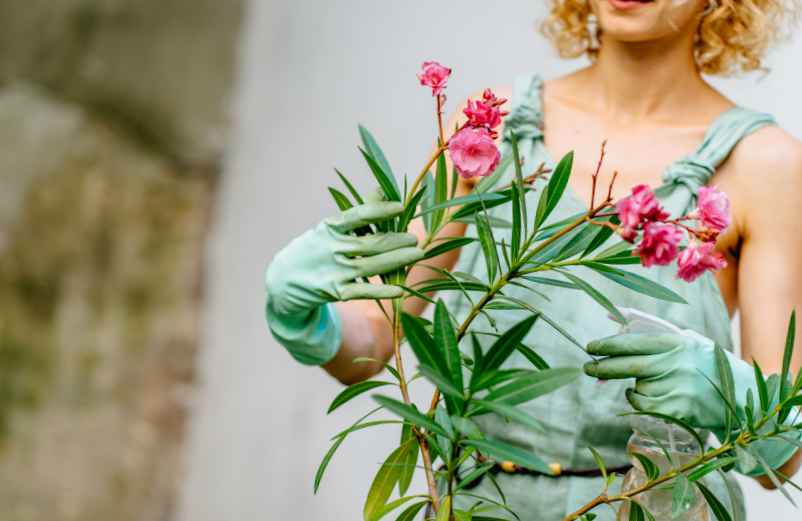 Quelles sont les erreurs qui limitent la floraison ?-Vidélice Quelles sont les erreurs qui limitent la floraison ?-Vidélice