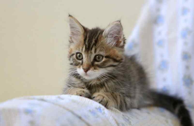 Urine de chat dans la maison : comment faire disparaître l’odeur durablement ? Vidélice