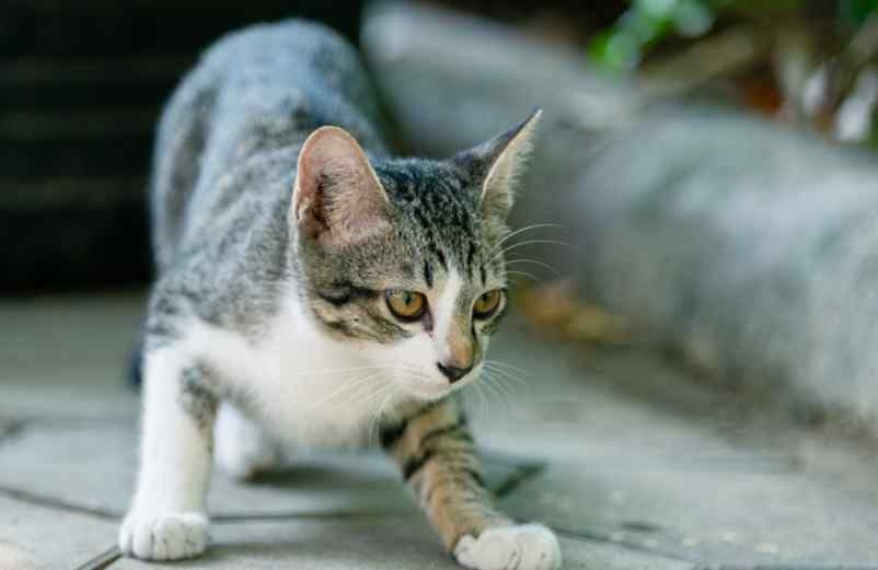 Répulsif pour chat : quels remèdes de grand-mère utiliser ? Vidélice